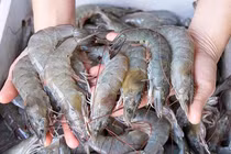 Xuất khẩu tôm tăng 33% so với cùng kỳ