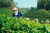 Có gì bí ẩn trong những sản phẩm vi sinh đa an toàn? 