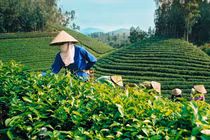 Có gì bí ẩn trong những sản phẩm vi sinh đa an toàn? 