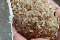 Đặc sản Yên Bái: Loại gạo ngậm sương, không dám phơi nắng