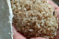 Đặc sản Yên Bái: Loại gạo ngậm sương, không dám phơi nắng