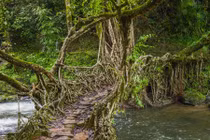 Tận mục những cầu rễ cây hơn 500 tuổi 