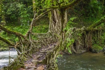 Tận mục những cầu rễ cây hơn 500 tuổi 