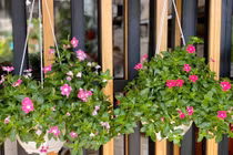 Tờ kết quả ADN làm lộ bí mật của người vợ xinh đẹp