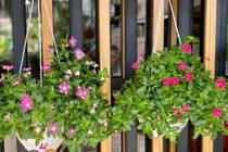 Tờ kết quả ADN làm lộ bí mật của người vợ xinh đẹp