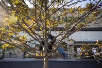 Treo điện thoại lên cây để lừa Amazon