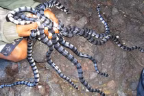 Khám phá đảo rắn nguy hiểm nhất thế giới ở Brazil