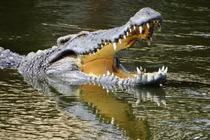 Vườn quốc gia lớn nhất miền Nam, có nhiều bò tót và cá sấu hung dữ