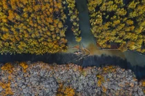 Rừng ngập mặn xứ Huế đẹp nao lòng trước khi xảy ra lũ lụt 