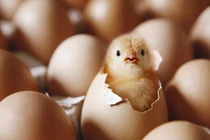 Nóng, đã có đáp án câu hỏi: Trứng có trước hay gà có trước? 