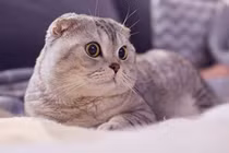 Top 3 con giáp nữ có trái tim nhân hậu, hưởng nhiều phước lành