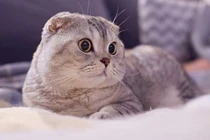 Top 3 con giáp nữ có trái tim nhân hậu, hưởng nhiều phước lành