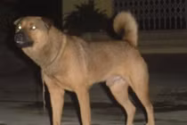 Vũ khí "sống" của Việt Nam khiến giặc phương Bắc hãi hùng