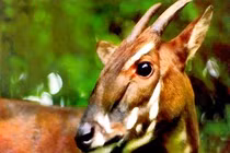 Loài thú hiếm nhất TG tưởng tuyệt chủng... tái xuất ở VN