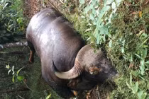 Vụ bò tót quý hiếm chết: Nghi do bị tai nạn giao thông