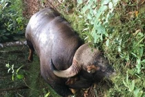 Vụ bò tót quý hiếm chết: Nghi do bị tai nạn giao thông