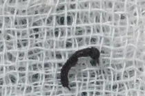 Hãi hùng pha “bắt” kiến xuyên thủng màng nhĩ bé gái 10 tuổi