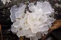 Ngạc nhiên hiệu quả thay mới làn da nhờ loại nấm tuyết rẻ tiền 