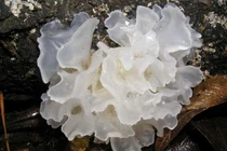 Ngạc nhiên hiệu quả thay mới làn da nhờ loại nấm tuyết rẻ tiền 