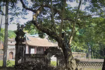 Dân lập chốt canh giữ 3 cây sưa trăm tuổi ở đình làng