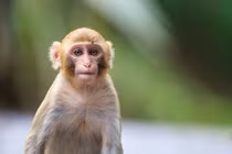 Hi hữu: Cô gái bị khỉ nuôi nhà hàng xóm cắn nát tay