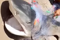 Video: Cá mập lớn và dữ mắc lưới ngư dân gây xôn xao