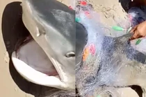 Video: Cá mập lớn và dữ mắc lưới ngư dân gây xôn xao