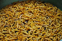 1kg ấu trùng ăn vào tăng cường sinh lực có giá tới 4 triệu đồng