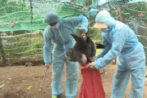 Khẩn cấp ngăn chặn ổ dịch cúm A H5N6 có thể lây lan sang người