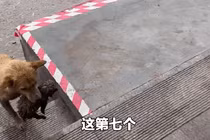 Chó hoang đứng giữa đường, “làm liều” đánh đổi cơ hội cứu con