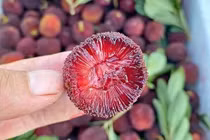 Giật mình loại quả dễ chứa kí sinh trùng, trụng nước sôi không hết