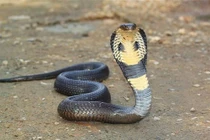 Hổ mang đột nhập chuồng gà, trộm trứng qua mặt chủ nửa năm