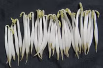 Giật mình loại rau hại gan hơn bia rượu, triệu người ăn không biết