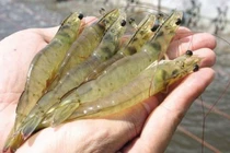 Tôm có dấu hiệu này đừng mua, nếu không muốn cả nhà ngộ độc