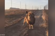 Sư tử làm nũng chắn đường đòi người gãi bờm