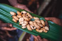 Kỳ dị bộ lạc duy nhất trên thế giới sống ở trên cây