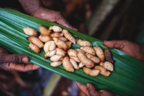 Kỳ dị bộ lạc duy nhất trên thế giới sống ở trên cây