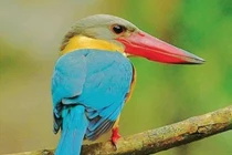 Sửng sốt 10 loài chim có tên gọi độc lạ nhất Việt Nam