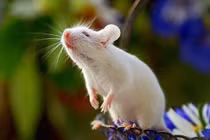 Vận đỏ nhất tháng 4, ba con giáp thăng tiến không ngừng