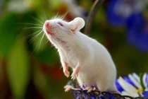 Vận đỏ nhất tháng 4, ba con giáp thăng tiến không ngừng