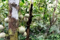 Loài cây chứa chất kịch độc, đứng dưới gốc cũng khó giữ mạng