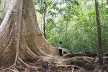 Chiêm ngưỡng cây cổ thụ 400 tuổi được ví 'thằn lằn sấm' của Việt Nam