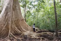 Chiêm ngưỡng cây cổ thụ 400 tuổi được ví 'thằn lằn sấm' của Việt Nam