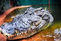 Kinh hoàng bé gái 5 tuổi bị cá sấu lôi tuột xuống hồ