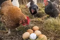 Tại sao gà mái không nổi giận khi trứng của mình bị lấy mất? 