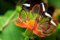 Kỳ thú vẻ đẹp của loài bướm được mệnh danh “cánh gương bay” 