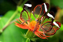 View - Tiết lộ đáng kinh ngạc chuyện “cánh bướm gây ra bão” | Báo Tri thức và Cuộc sống - TIN TỨC PHỔ BIẾN KIẾN THỨC 24H