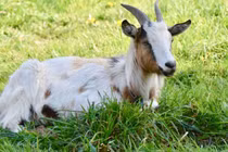 Thiên Nguyệt tinh phù trợ: 4 con giáp thăng tiến vù vù năm 2025