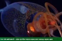 Lần đầu tiên “tóm gọn” quái mực khổng lồ còn sống dưới đáy biển 