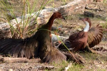 Ngỡ ngàng loài chim tuyệt chủng hơn vạn năm bất ngờ "tái sinh" kỳ diệu 
